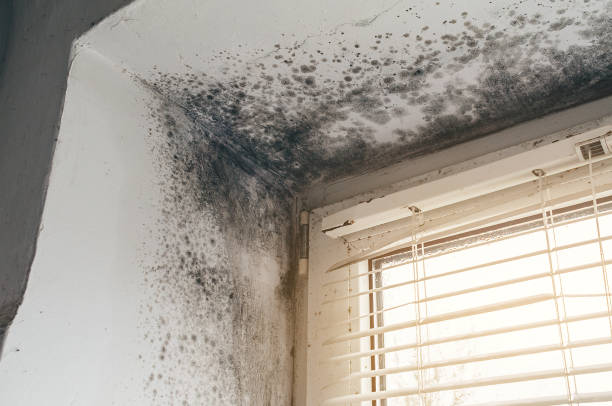 Trusted Black Mold Removal service in Maple, NC - Cheap Mold Removal