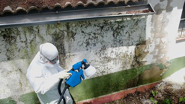 Trusted Attic Mold Removal service in Maple, NC - Cheap Mold Removal